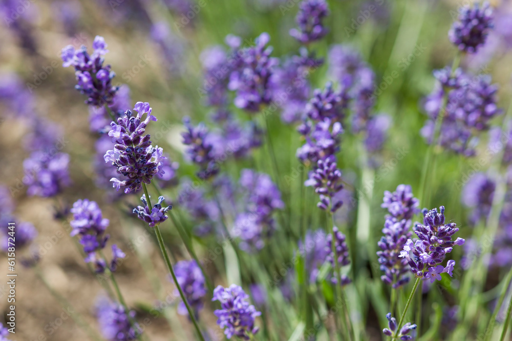 lavender flower in the garden lavender flower in the garden