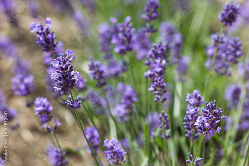 lavender flower in the garden