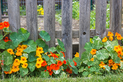 Fototapeta Naklejka Na Ścianę i Meble -  Nasturium flowers on fence in the garden
