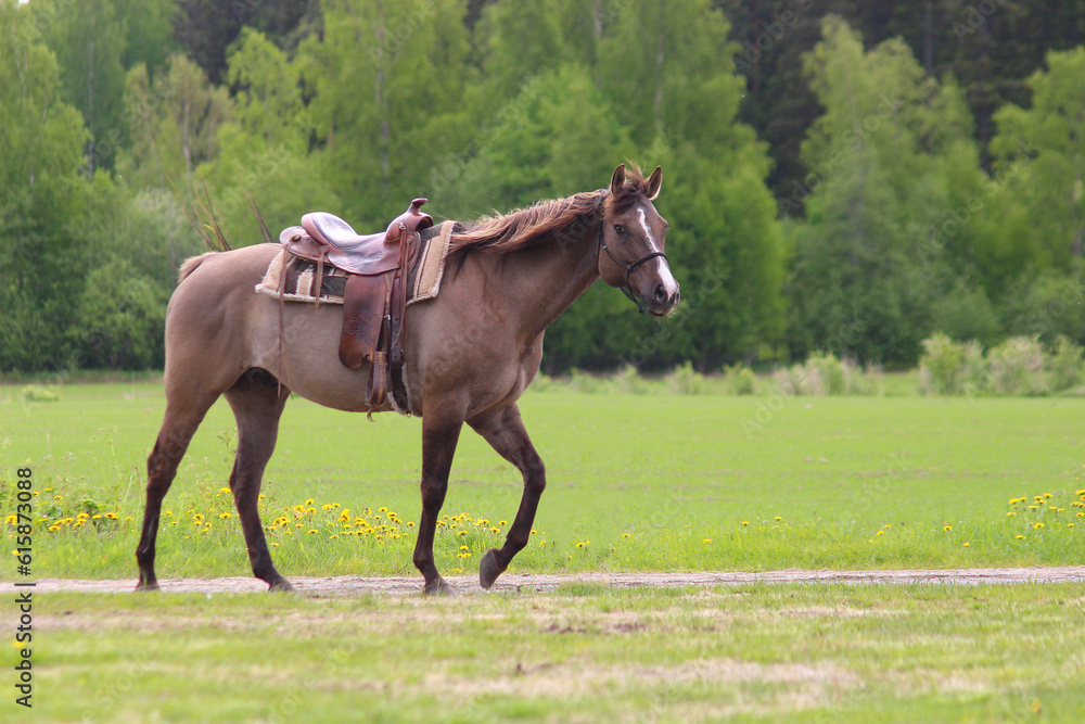 horse in the field, a cowboy horse in country style and in a cowboy saddle walks through the field alone horse in the field, a cowboy horse in country style and in a cowboy saddle walks through the field alone