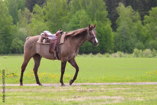 horse in the field, a cowboy horse in country style and in a cowboy saddle walks through the field alone