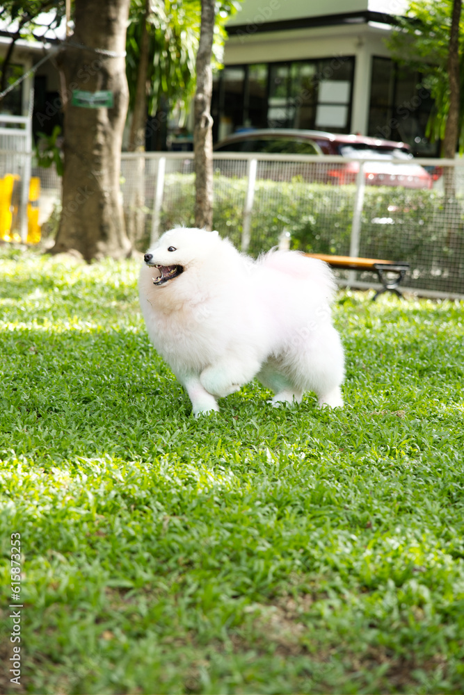 close up fluffy fatty fur white Samoyed face with dog leash playing in dog park close up fluffy fatty fur white Samoyed face with dog leash playing in dog park