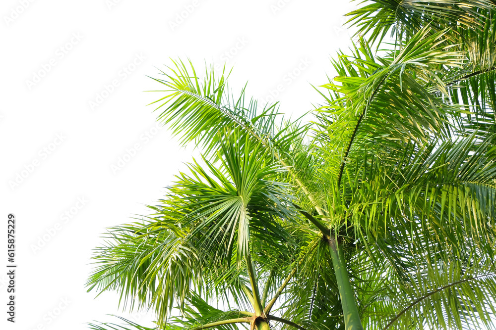 palm leaves and branches background cut out	
