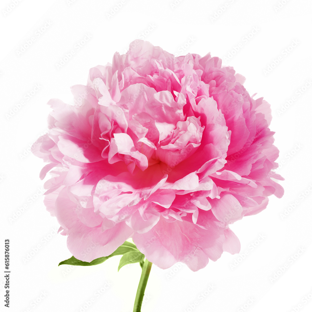 Pink peony flower isolated on white background