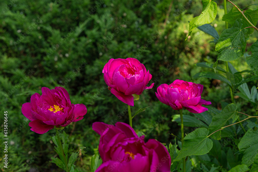 Pink peony flowers in the garden