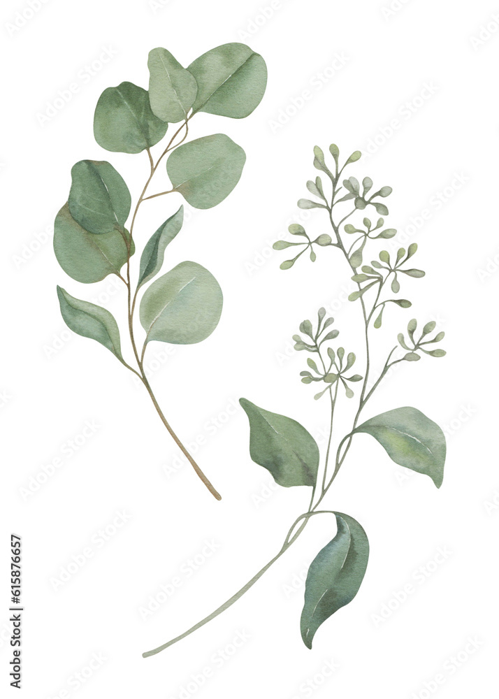 Eucalyptus branches and leaves. Hand-drawn watercolor illustration. Eucalyptus branches and leaves. Hand-drawn watercolor illustration.