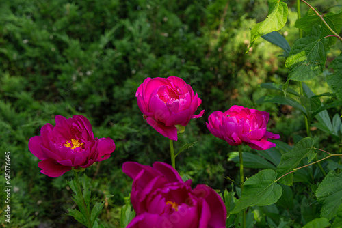 Pink peony flowers in the garden