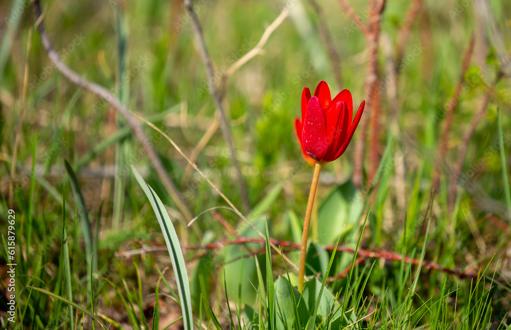 Wild Red Book tulips Kaufman in the fields of Kazakhstan. Spring flowers under the rays of sunlight. Beautiful landscape of nature. Hi spring. Beautiful flowers on a green meadow. Wild Red Book tulips Kaufman in the fields of Kazakhstan. Spring flowers under the rays of sunlight. Beautiful landscape of nature. Hi spring. Beautiful flowers on a green meadow.