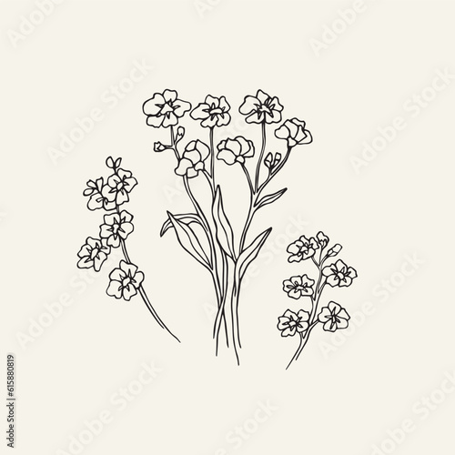 Hand drawn forget-me-not flower drawing
