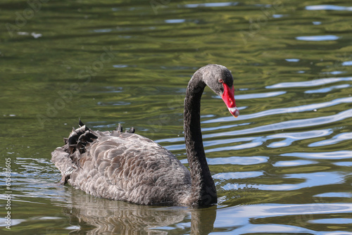 Birds of New Zealand: Black swan