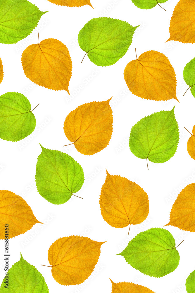 Pattern of green and yellow linden leaves on a white background. Flat lay.