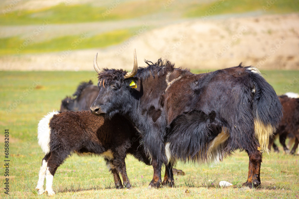 A herd of yaks graze in the mountains. Himalayan big yak in a beautiful landscape. Hairy cow cattle wild animal in nature in Tibet. Sunny summer day in the wild. Farm animal in Nepal and Tibet. A herd of yaks graze in the mountains. Himalayan big yak in a beautiful landscape. Hairy cow cattle wild animal in nature in Tibet. Sunny summer day in the wild. Farm animal in Nepal and Tibet.