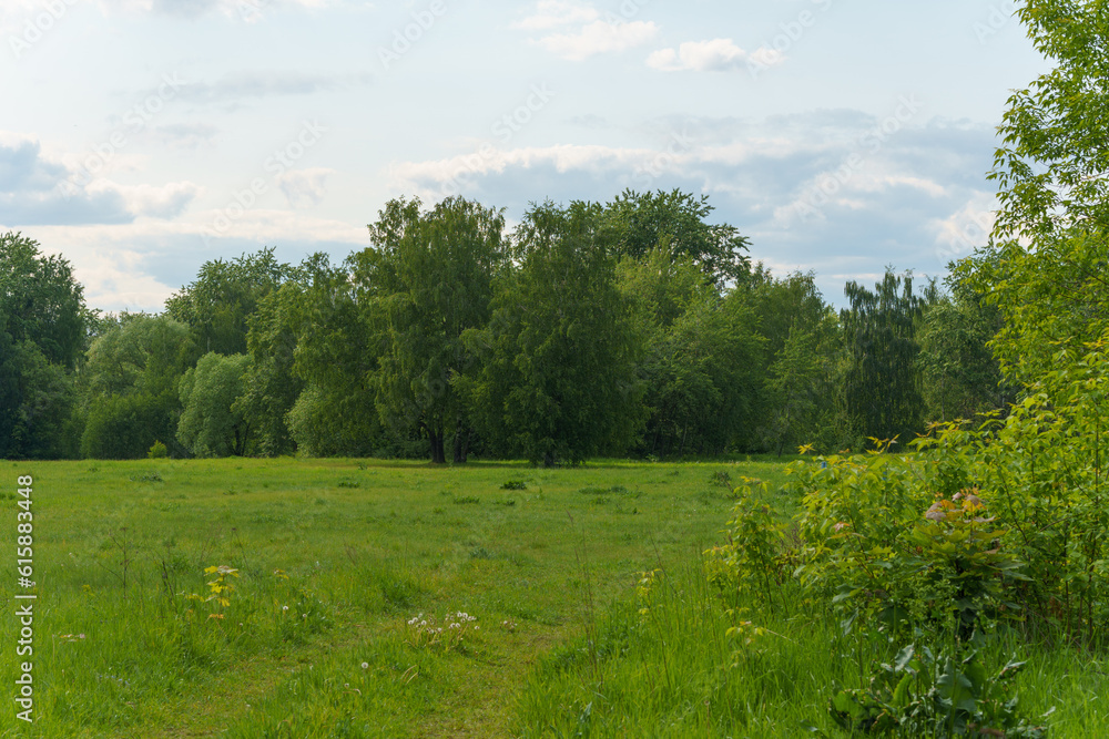 Large forest clearing in summer surrounded by mixed forest
