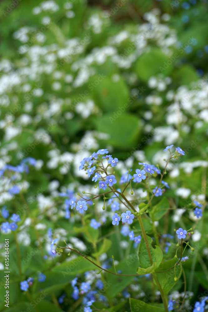 Blue forget-me-not in foreground with white brunnera in the background. Blue forget-me-not in foreground with white brunnera in the background.