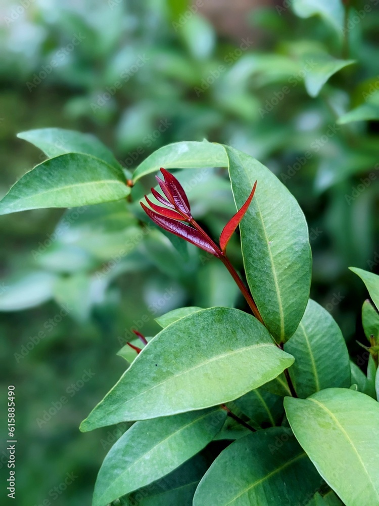 red and green leaves red and green leaves