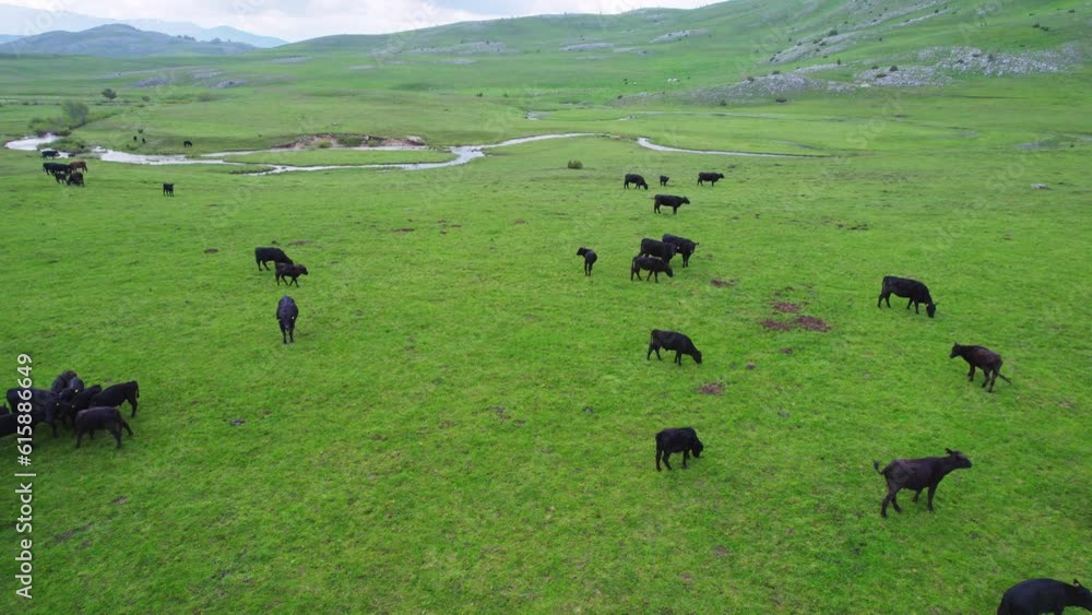 A green mountain plateau with cows peacefully grazing in the spring May sun and in the background you can see mountain peaks with snow, shot from the air from a low height A green mountain plateau with cows peacefully grazing in the spring May sun and in the background you can see mountain peaks with snow, shot from the air from a low height