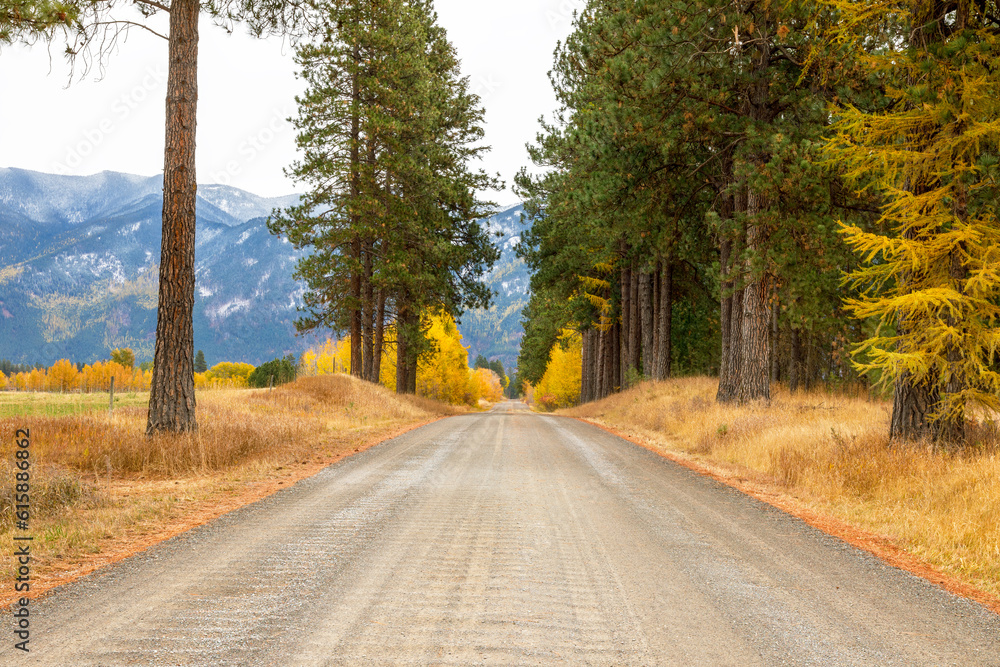 Fototapeta premium fall scene of a country gravel road in flathead valley, Montana
