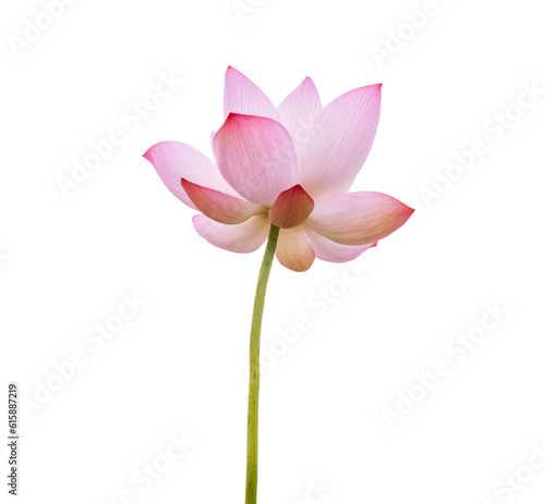Pink Lotus flower isolated on white background. Nature concept For advertising design and assembly. File with clipping path so easy to work.