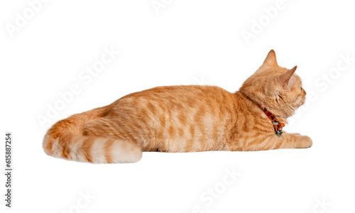 Beautiful cute orange cat isolated on white background. File contains clipping path so easy to work.