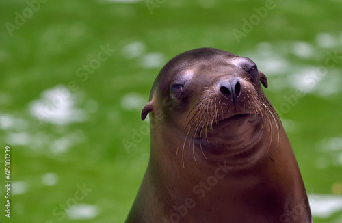 Sea Lion portrait in nature © Designpics