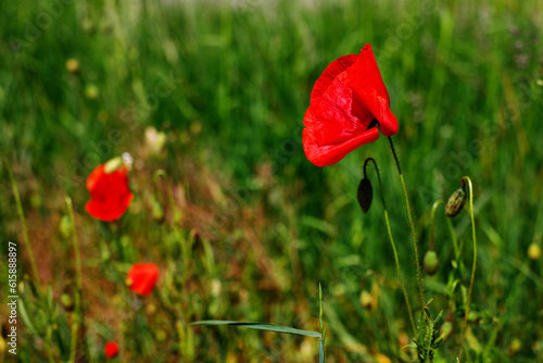 Background texture of red poppies flower. Selective focus, close up.