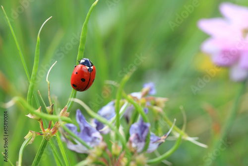 Ladybug Depth Of Field Macro © hero30