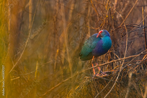 Foto A Swamphen perching