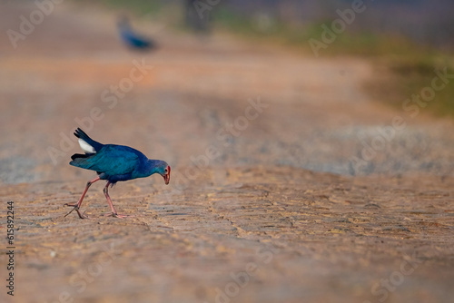 Foto A purple swamphen