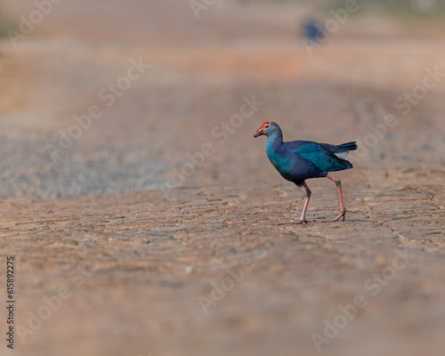 Foto A purple Swamphen walking