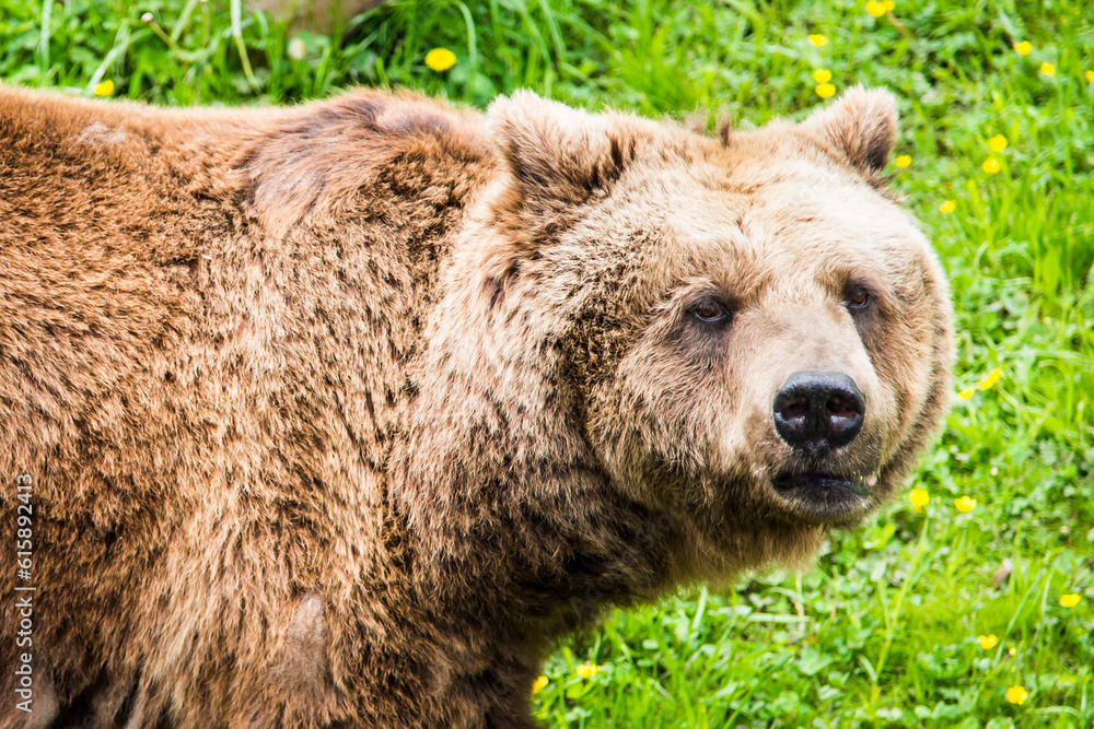 Brown bear Ursus arctos in its own envirnment Brown bear Ursus arctos in its own envirnment