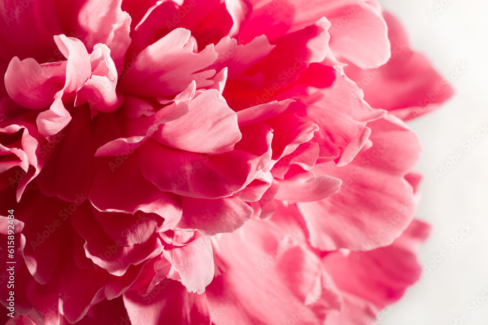 Close-up of pink peony flower. Beautiful blooming peony. Natural background.