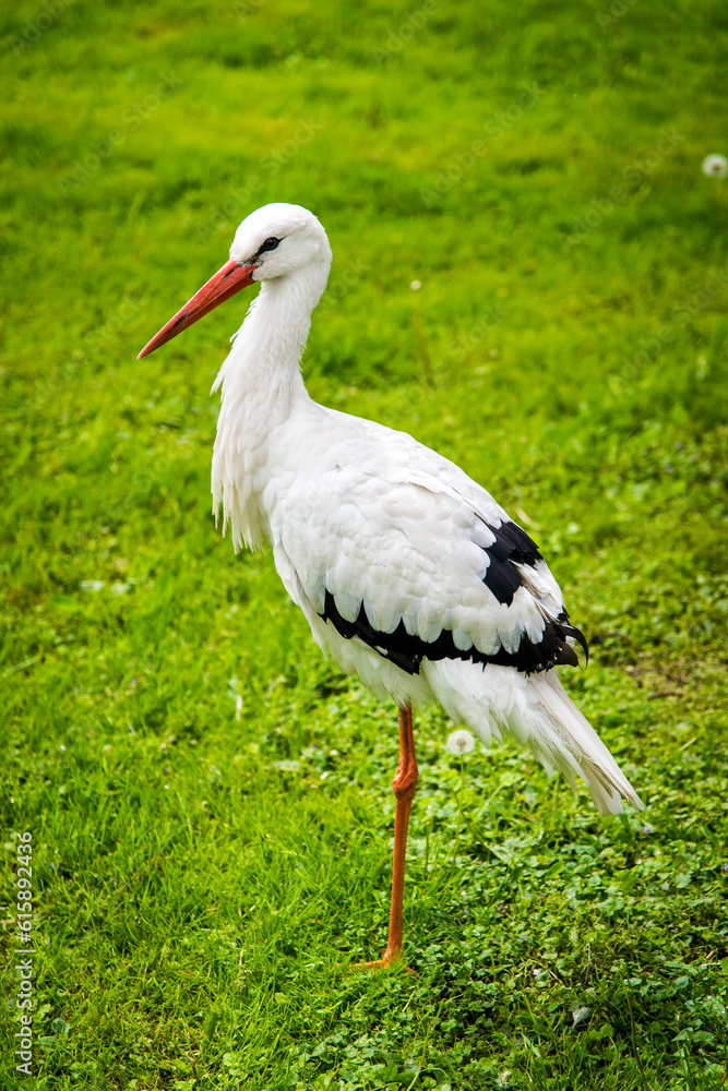 Fototapeta premium White stork in its own environment
