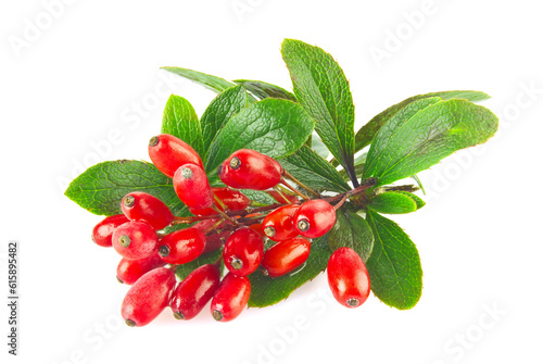 Fotografia Fresh juicy organic barberry on branch with green leaves, isolated white background