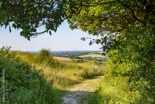 A tree canopy over a chalk pathway in the Sussex countryside