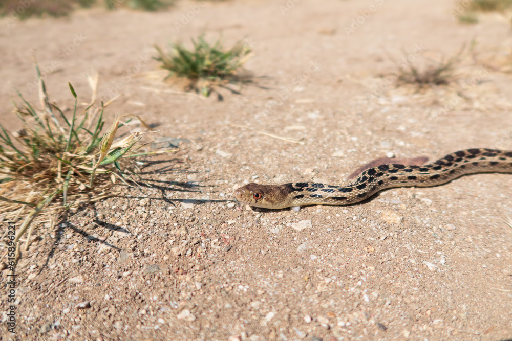 Fototapeta premium A Gopher Snake Thermoregulating in the sun.