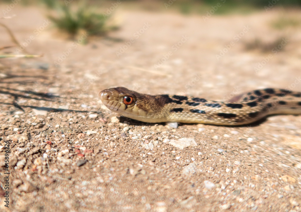 A Gopher Snake Thermoregulating in the sun. A Gopher Snake Thermoregulating in the sun.