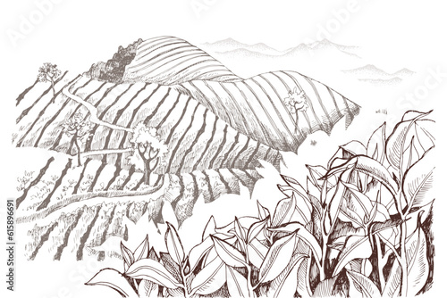 Vintage retro style image of green tea plantations