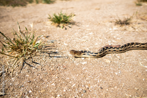 A Gopher Snake Thermoregulating in the sun.