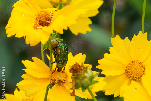 A green beetle eats pollen on a yellow flower close-up. Golden bronzovka beetle or common bronzovka beetle  Latin Cetonia aurata 