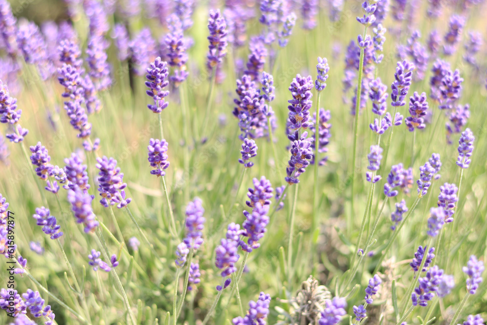 Close-up of lavender bushes, selective focus. Purple lavender flowers in sunlight. Lavender field Close-up of lavender bushes, selective focus. Purple lavender flowers in sunlight. Lavender field