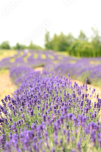 Scenic view of the lavender field on a sunny day. Beautiful lavender field with long purple rows. Lavender  flowers close-up on a blurred background