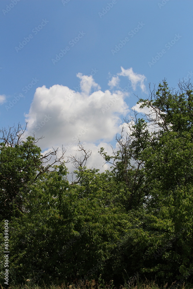 A group of trees with blue sky and clouds