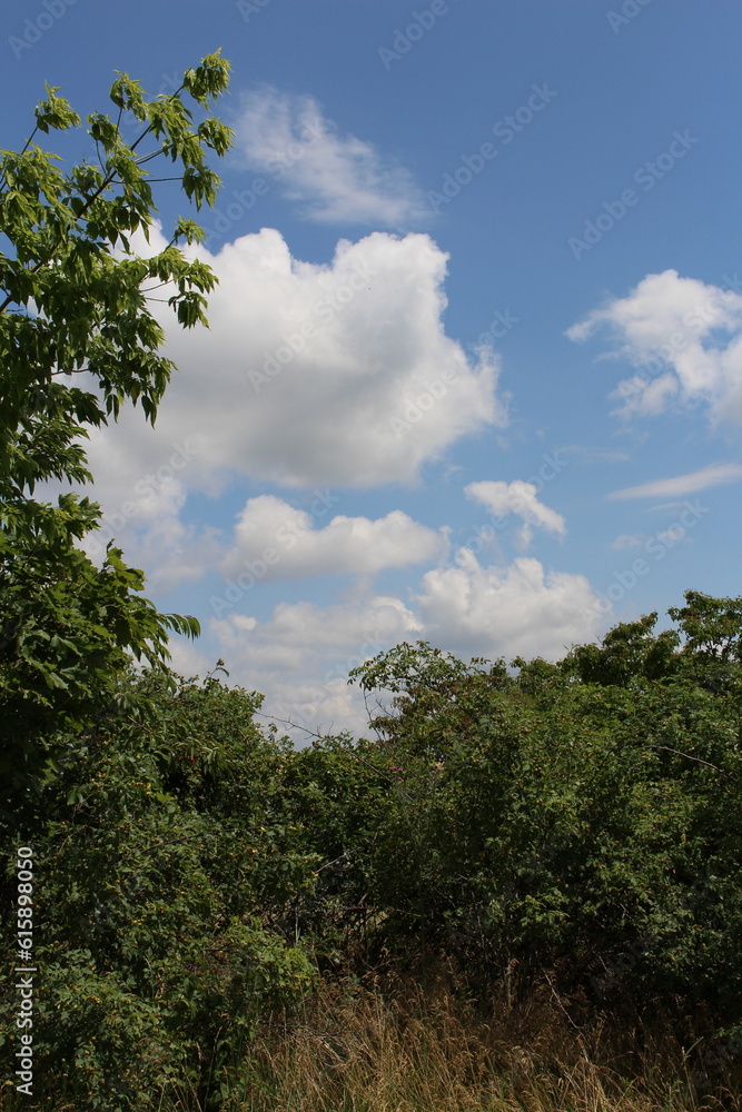 A group of trees with blue sky and clouds