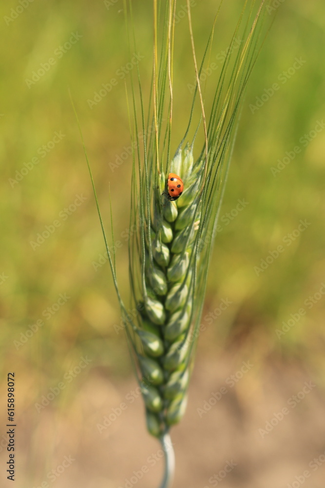 Obraz premium A bug on a leaf