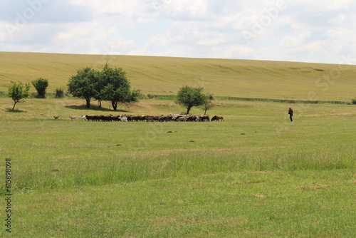 A person walking in a field