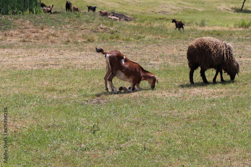 A dog and a sheep in a pasture A dog and a sheep in a pasture