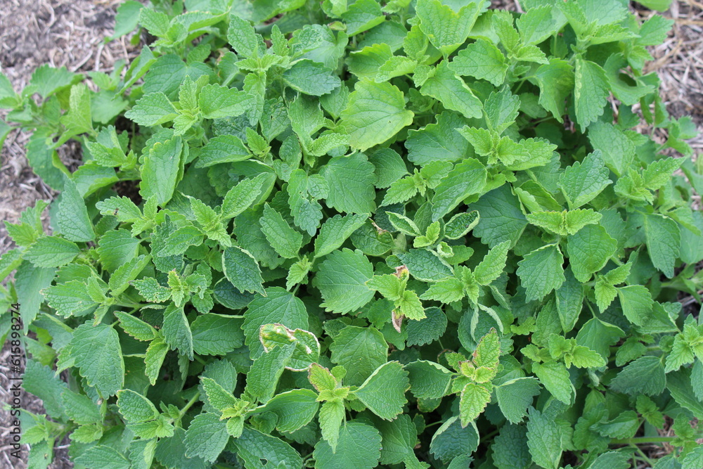 A group of green leaves A group of green leaves