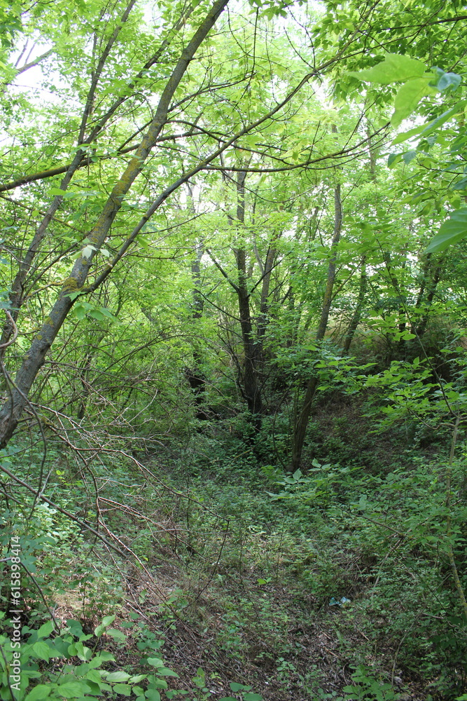 A forest with trees A forest with trees