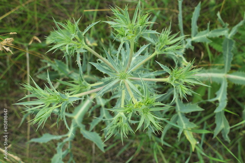 A close-up of some leaves