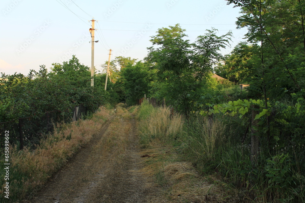 Obraz premium A dirt path through a forest